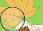 A magnifying glass is positioned above two hands with knitted wristbands holding the stem of a maple leaf. A small logo stating “Carillon on the move” is in one corner.
