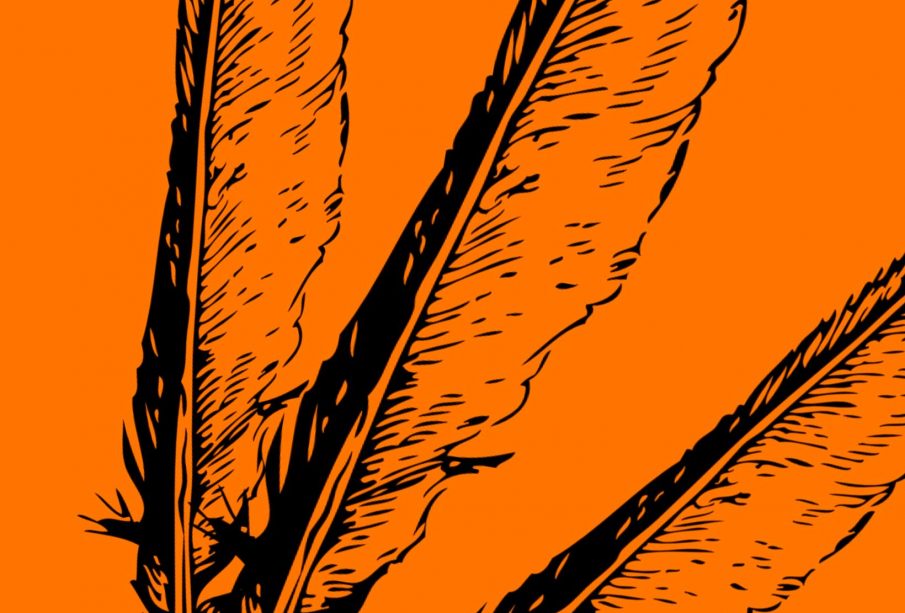 Three feathers are fanned out above an orange background.