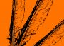 Three feathers are fanned out above an orange background.