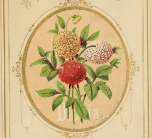 An old-timey drawing of three dahlia flowers in red, yellow, and pink, and writing that reads “The Dahlia” above the drawing and “Instability” below the drawing. It is an image of the meaning of the dahlia flower in flower language.