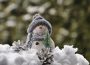 An image of a fake snowman on a pile of snow with two icy pinecones in front of it. The snowman is in a toque and scarf and has a mini pine tree accessory.