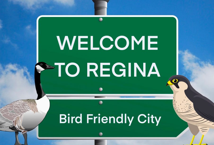 A “Welcome to Regina” sign indicates that Regina is a Bird Friendly City and features a Canada Goose on the left and a Peregrine Falcon on the right facing each other.