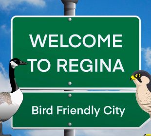 A “Welcome to Regina” sign indicates that Regina is a Bird Friendly City and features a Canada Goose on the left and a Peregrine Falcon on the right facing each other.