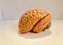 An orange, plastic, realistic model of the human brain placed upon a white surface