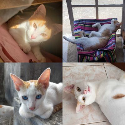 Four photos are in this image of the author’s cats which are orange and white, one has blue eyes and one has yellow.
