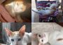 Four photos are in this image of the author’s cats which are orange and white, one has blue eyes and one has yellow.
