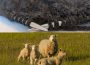 There are two photos stacked on top of each other, one of a fibre craft in progress with metal knitting needles and a dark grey or black material. The other is a photo of an ewe and her three lambs in a field of wild grass.