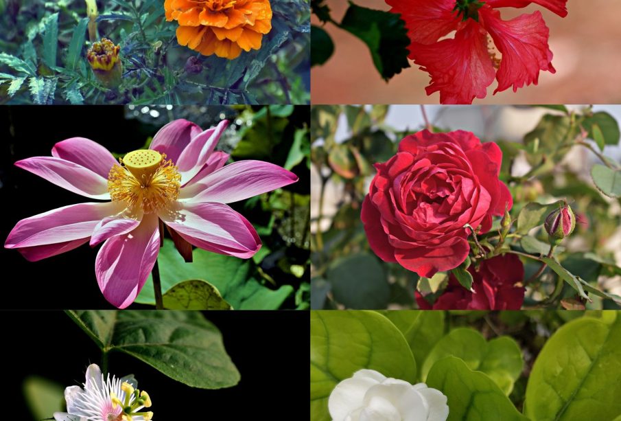 A photo collage with six squares displaying six different flowers.