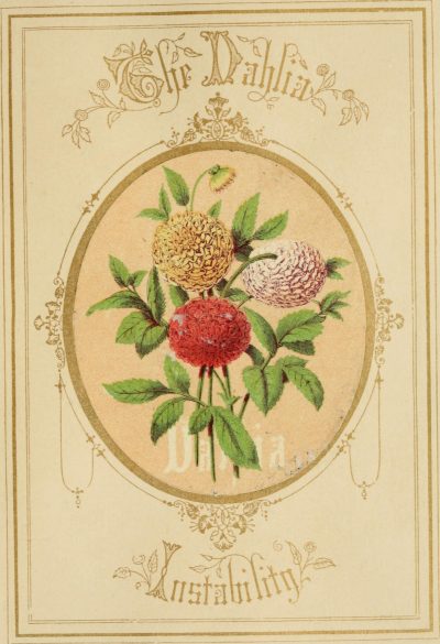An old-timey drawing of three dahlia flowers in red, yellow, and pink, and writing that reads “The Dahlia” above the drawing and “Instability” below the drawing. It is an image of the meaning of the dahlia flower in flower language.